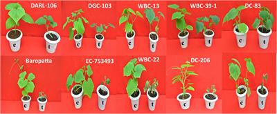 Elucidating the role of key physio-biochemical traits and molecular network conferring heat stress tolerance in cucumber